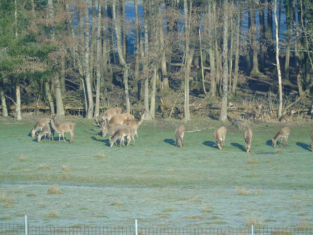 Gite Des Biches Birkenwald Ngoại thất bức ảnh
