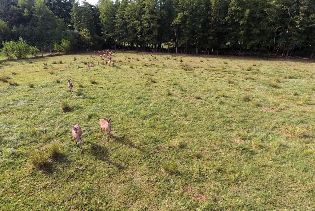 Gite Des Biches Birkenwald Ngoại thất bức ảnh